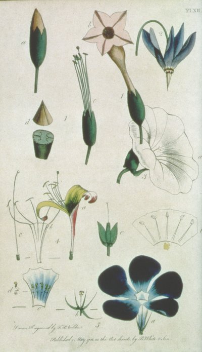 Plate XII, Letter XVI Pentandria Monagia, Various Flowers with Five Stamens, Illustrating Elements of Botany as Explained by Carolus Linnaeus (1707-78), engraved by the artist, pub. by B. White and Son by Frederick Polydor Nodder